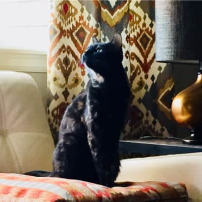 Janet's cat, Amber, in the sunshine