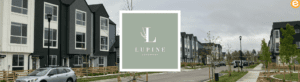 Lupine at Longmont
